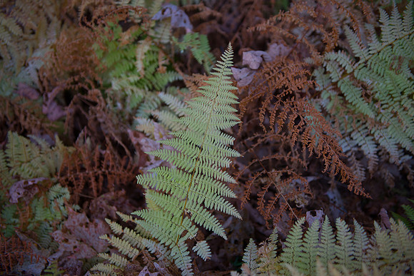 Fall Details_RED7066