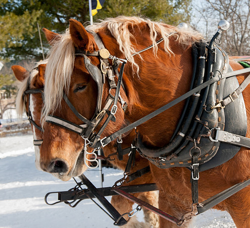 WinterFest_REC7990