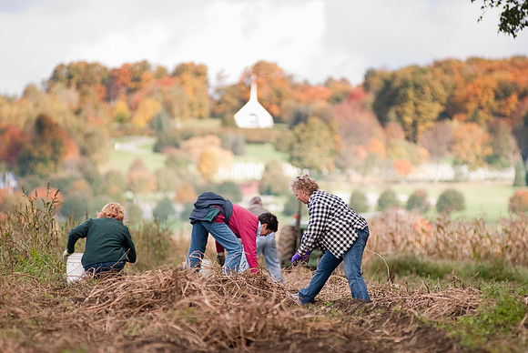 Potato Harvest-0562
