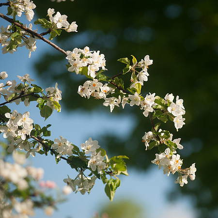 untitled shootApple Blossoms_REB9640
