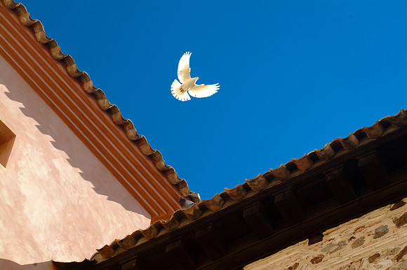 Spain - dove of peace