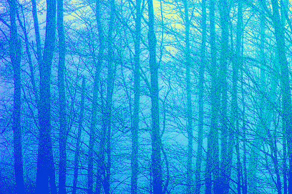 morning maples b
