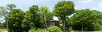 Braintree Hill House Maples_REC9017EE