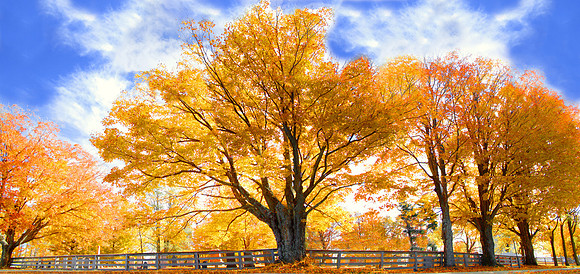 braintree hill pan z