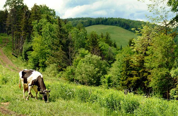 wakefield farm cow