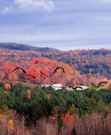 fall geese vertical
