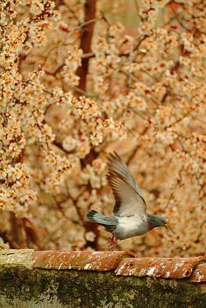 pigeon in blossoms 6712