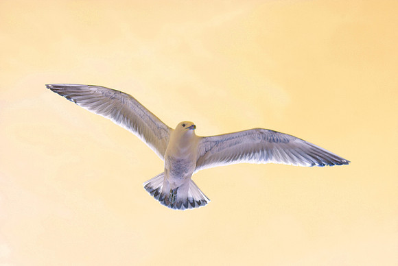 star gull1922a