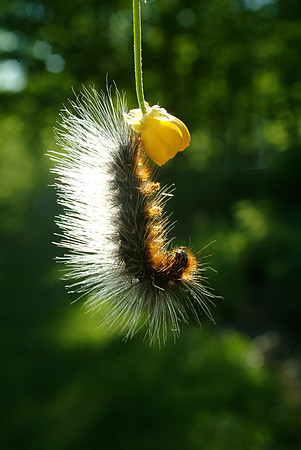 Caterpillar