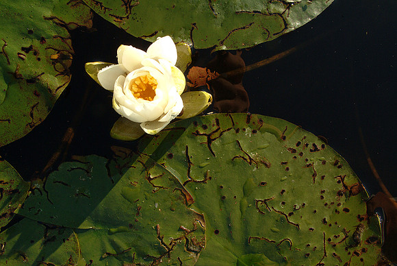 last lily of summer 2