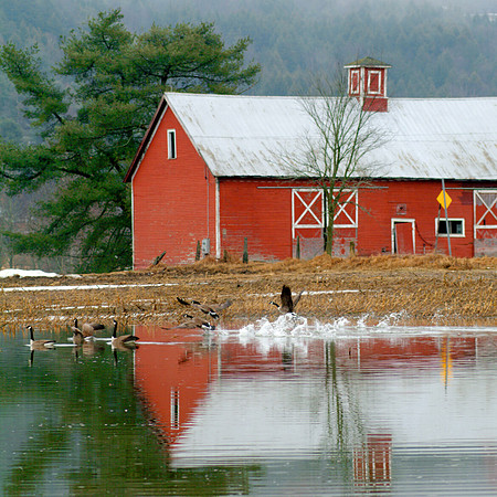 Braintree Geese