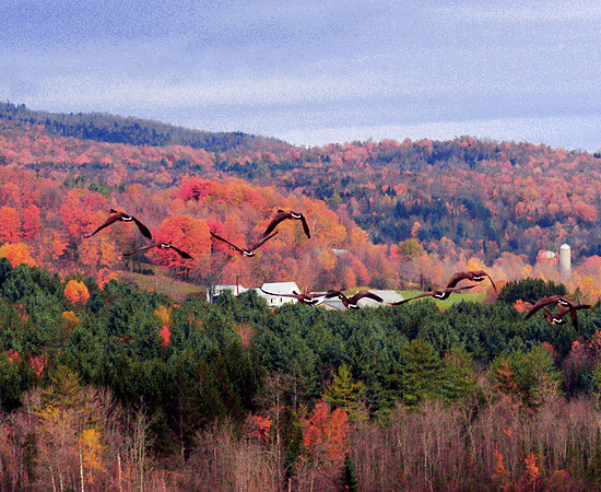 Fall Geese