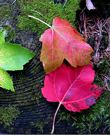 Fall Leaves Vertical