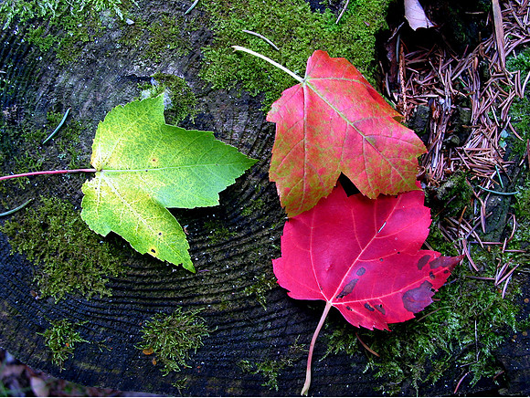 Fall Leaves