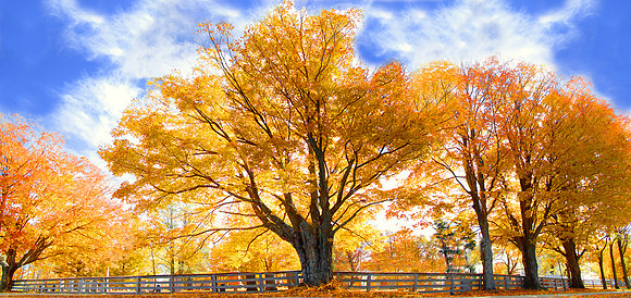 Braintree Fall Color