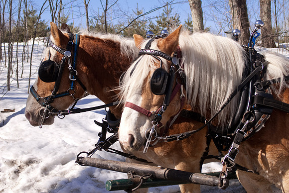 Sugaring-Turkey Hill-2065