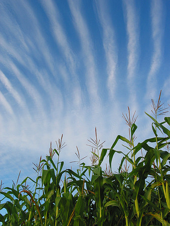 _Corn Rows & Sky