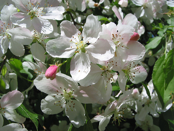 Apple Blossoms