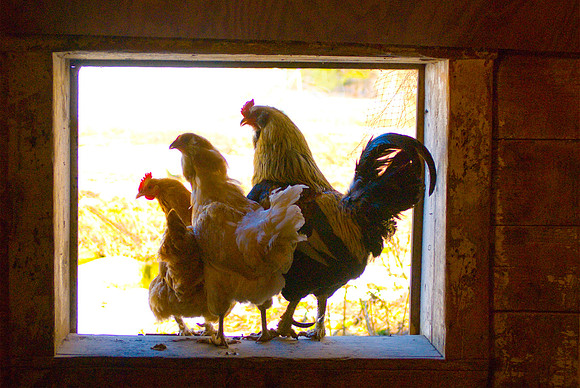 Garner's Flock