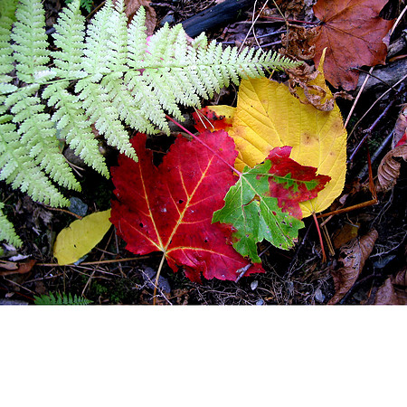 Fall Color