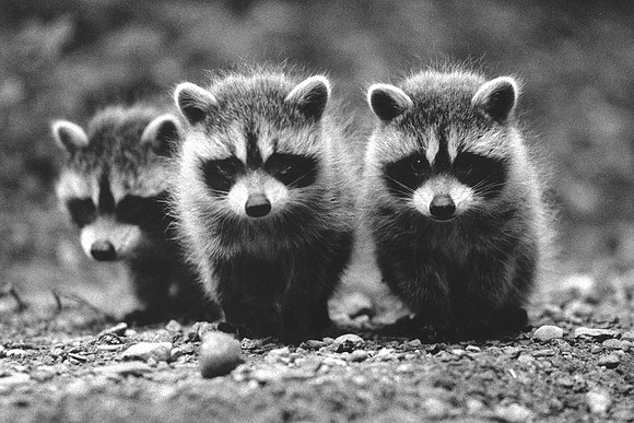 Raccoons 10x15