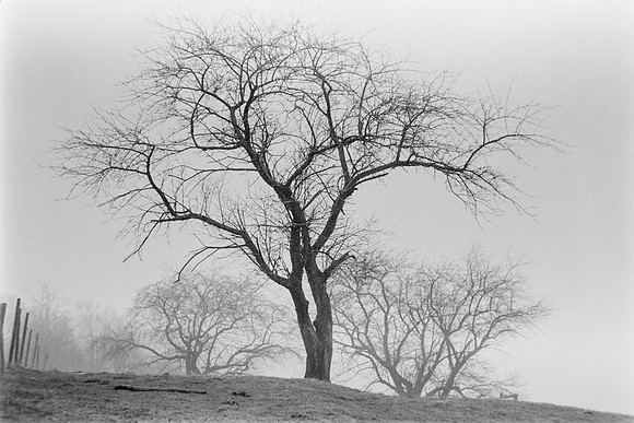 Trees-RME-Archive-CopiesBE