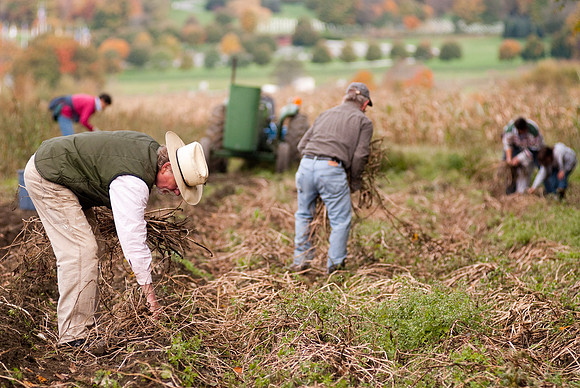 Potato Harvest-0641