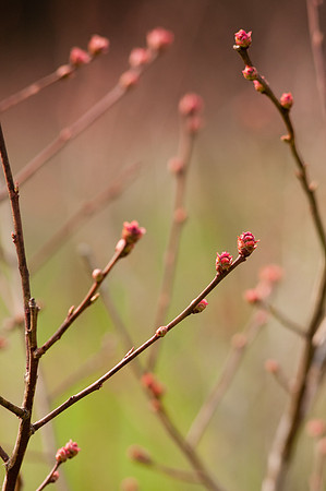 Blueberries-5858