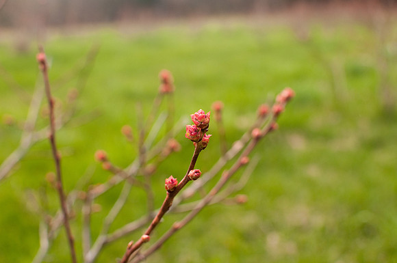 Blueberries-5842