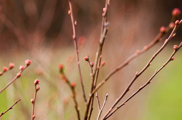 Blueberries-5853