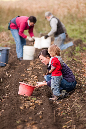 Potato Harvest-0690