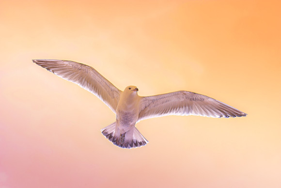 star gull1922a