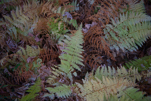 Fall Details_RED7068