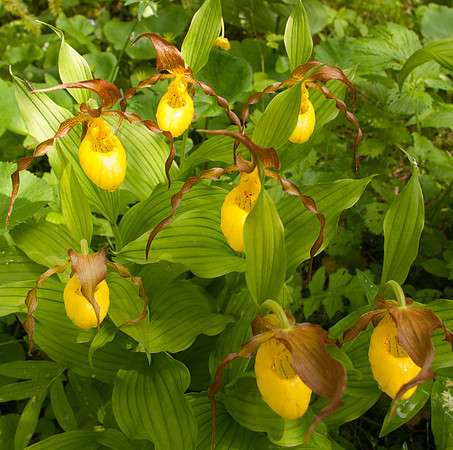 untitled shootLadyslippers-2064