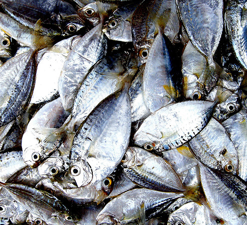 Fish; Hoi An, Viet Nam, 2009