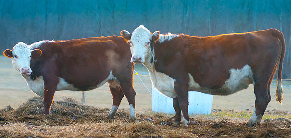 Vermont Beef-6778