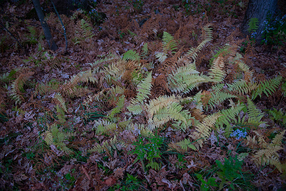 Fall Details_RED7074