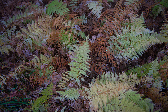 Fall Details_RED7069