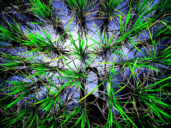 Rice paddy, self portrait; Ban NaKaang, Laos, 2008