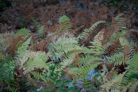 Fall Details_REC6222