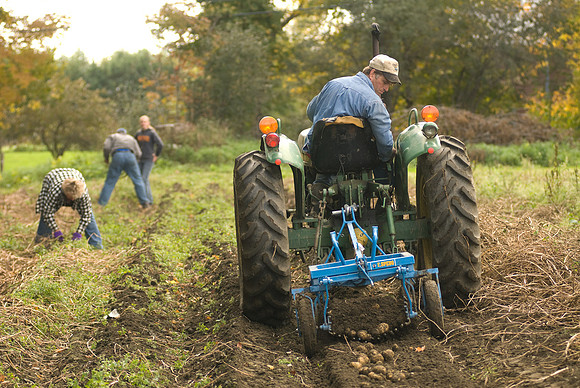 Potato Harvest-0666
