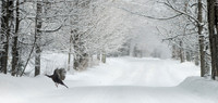 SnowDayRED_4575