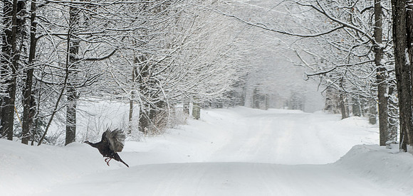 SnowDayRED_4575