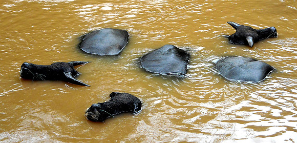 Water buffalo; Don Khon, Laos, 2008