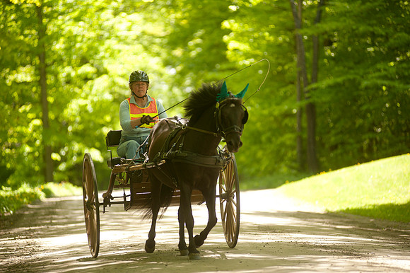 Morgan Horse