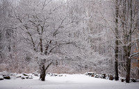 SnowDay_RED4244