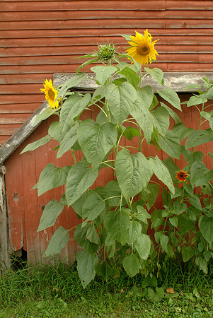 Randolph Sunflower