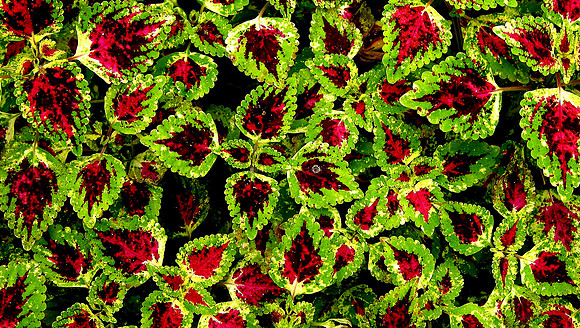 Leaves; Vieng Xai, Laos, 2009