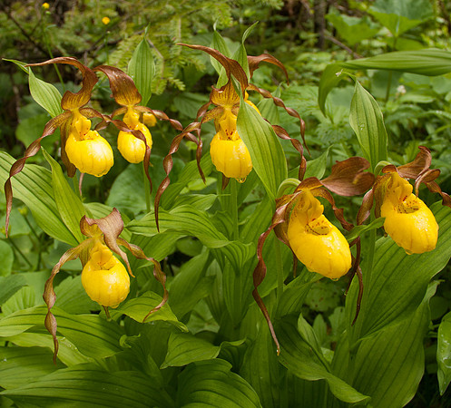 untitled shootLadyslippers-2074