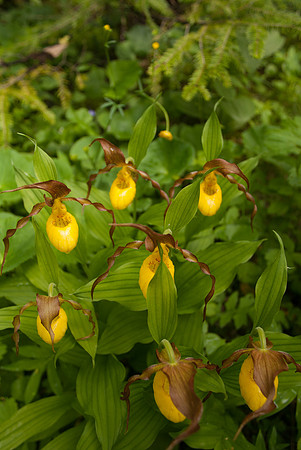 untitled shootLadyslippers-2045